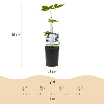Kletterpflanze Clematis Madame Le Coultre – Cremig weiße Blüten – Wenig Pflege – 2 Pflanzen – 11 cm Höhe 40 cm – Für Garten, Terrasse & Pergolen