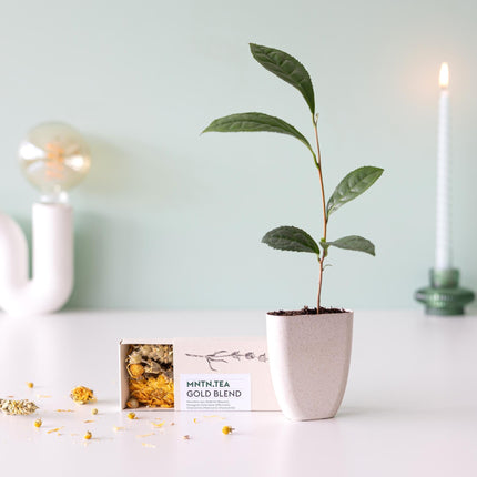 Teepause Geschenkset – Bio Gold Blend Tee & Baby-Teepflanze Camellia sinensis – Briefkastengeschenk – Nachhaltig & plastikfrei – Inkl. Pflegetipps – Für Teeliebhaber