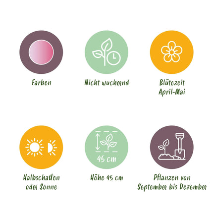 Blumenzwiebeln Tulpe Double Pink – 12 Stück – Rosa gefüllte Tulpen – Zwiebelgröße 11/12 – Für Beet, Balkon & Terrasse – Pflegeleicht & edel