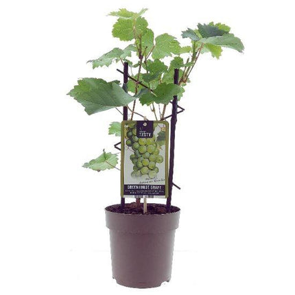 Weinrebe – Vitis Muscat d'Alexandrie – Ø15 cm – ↕40 cm – Süße Muskattrauben – Sonniger Standort – Für Garten & Balkon