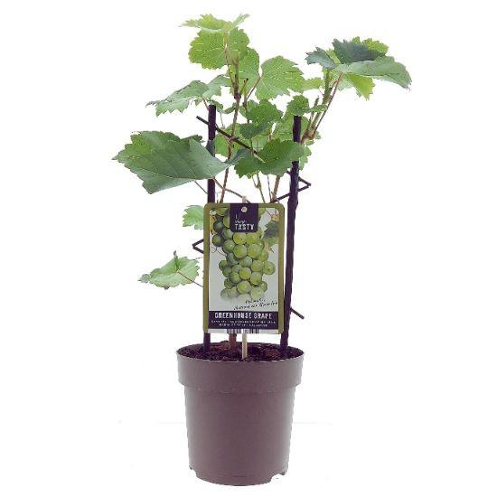 Weinrebe – Vitis Muscat d'Alexandrie – Ø15 cm – ↕40 cm – Süße Muskattrauben – Sonniger Standort – Für Garten & Balkon