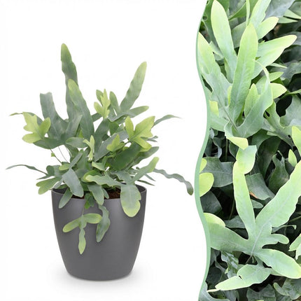 Phlebodium aureum Blue Star Pflanze Mit Grauem Topf Ø12cm Höhe ca.25cm Blauer Farn Haustierfreundlich Pflegeleicht Für Zimmer Büro & Schlafzimmer