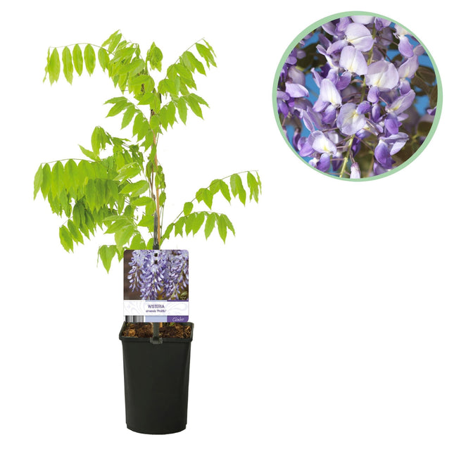 Blauregen Wisteria floribunda Prolific – Kletterpflanze – Blüte Blau – Duftend – Schnellwachsend – 11cm Höhe 40cm – Für Pergolen & Zäune