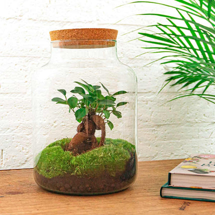 Flaschengarten DIY Bausatz Terrarium Milky Bonsai – Ø21cm – ↕30cm – Do – It – Yourself Flaschengarten Set mit Ficus Ginseng Bonsai
