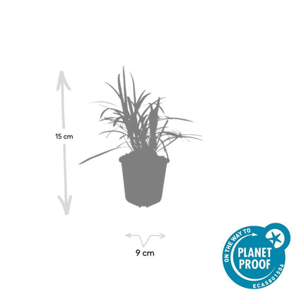 Liriope muscari 'Monroe White' – 48 Pflanzen – Immergrüne Staude – 9cm – ↕10-25cm – Weißblühende Bodendeckerpflanzen – Winterhart & pflegeleicht