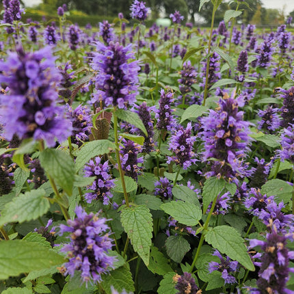 Asiatische Duftnessel Agastache 'Blue Fortune' – ↕10-25cm – Ø9cm – 20 Pflanzen – Lavendelblau – Schmetterlingsfreundlich – Sommerblüte – Pflegeleicht