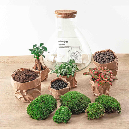 Flaschengarten Terrarium Sam XL Bonsai – DIY Bausatz – 35cm Hoch – Ø30cm – Selbstgebautes Mini-Ökosystem mit Ficus-Ginseng-Bonsai & Fittonia – Komplett-Set für Anfänger & Naturfreunde