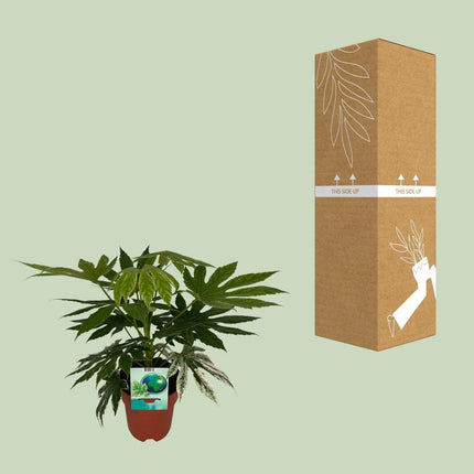 Weiß-Bunte Zimmeraralie Fatsia Japonica Variegata Spiderweb – Zimmerpflanze – Ø19cm – ↕60cm – Immergrüne Zierpflanze mit panaschiertem Laub – Pflegeleicht & halbschattentauglich