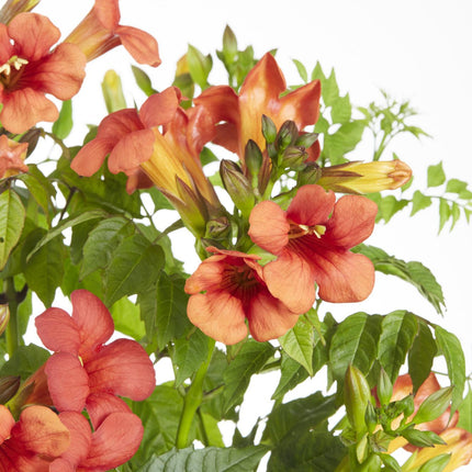 Trompetenblume - Campsis Summer Jazz Fire Trumpet - Ø15cm - Höhe 65cm - Rote Kletterpflanze für Garten, Terrasse & Balkon