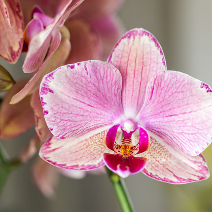 Phalaenopsis Orchidee Pirate Picotee – 2 Pflanzen - Blühende Zimmerpflanze Ø12cm – Orange-Rosa Farbverlauf – Frisch vom Züchter – Eleganter Blickfang fürs Zuhause