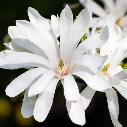 Sternmagnolie Magnolia stellata – 19cm Höhe ca.90cm – Weiß blühend – Laubabwerfend & winterhart – Elegante Magnolie für Beet Balkon Terrasse