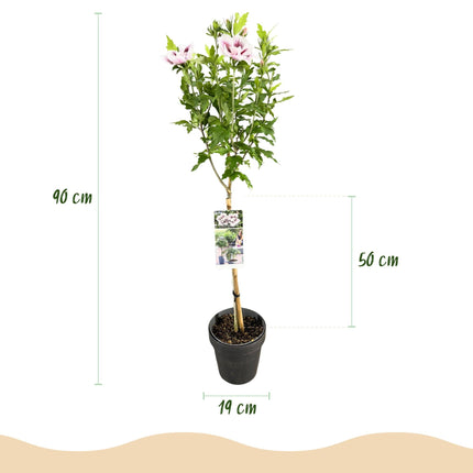Hibiscus syriacus Starburst Chiffon – Blühende Stamm-Pflanze mit cremeweißen Blüten – Laubabwerfend & pflegeleicht – Ø19 cm – Höhe ca. 90 cm – Für Terrasse & Balkon