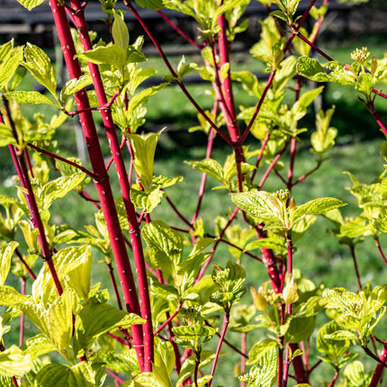 Rotholz-Hartriegel – Cornus alba 'Sibirica' – Ø17cm – ca. 45cm hoch – Zierstrauch mit roten Zweigen – Winterhart & pflegeleicht – Für Hecken & Einzelstellung – Bienenfreundlich