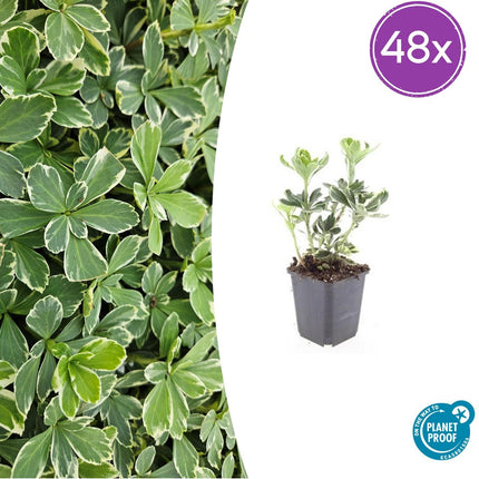 Pachysandra terminalis 'Variegata' – Immergrüner Bodendecker – 48 Pflanzen – ↕10–25 cm – Ø9 cm – Schattentolerant, pflegeleicht, winterhart