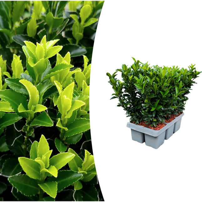 Japanischer Spindelstrauch Euonymus 'Green Spire' – Ø7cm – ↨15cm – 6 Pflanzen – Aufrechter, winterharter Zierstrauch für Garten, Terrasse & Hecke
