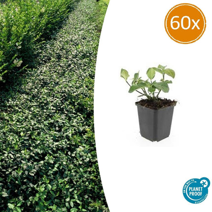 Spindelstrauch – Euonymus fortunei 'Dart's Blanket' – ↕10-25 cm – Ø9 cm – 60 Pflanzen – Zweifarbig & winterhart – Pflegeleichter Bodendecker – Sonne & Schatten