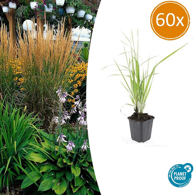 Sandrohr – Calamagrostis acutiflora 'Karl Foerster' – ↑10-25cm – Ø9cm – 60 Pflanzen – Winterhartes Ziergras, Aufrechter Wuchs, Goldgelbe Blüten, Pflegeleicht