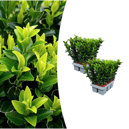 Japanischer Spindelstrauch Euonymus 'Green Spire' – Ø7cm, Höhe 15cm – 12 Pflanzen – Schlank, Aufrecht & Winterhart – Perfekte Buchsbaum-Alternative für Hecken & Garten