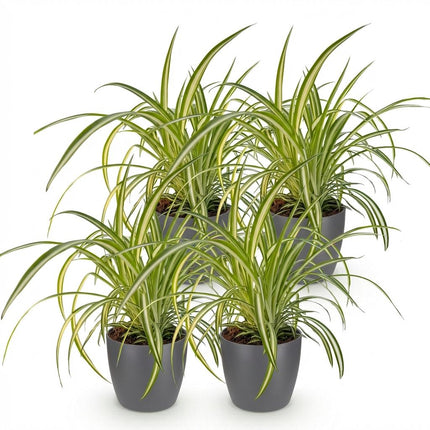Chlorophytum comosum Variegatum 4er Set Pflanzen Mit Grauem Topf Ø12cm Höhe ca.20cm Bunte Graslilie Haustierfreundlich Luftreinigend Für Zimmer