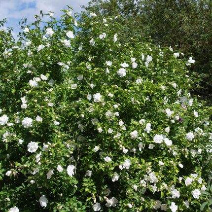 Hibiscus syriacus White Chiffon – Stamm-Pflanze – Ø19 cm – Höhe ca. 90 cm – Weiße Blüten – Laubabwerfend & pflegeleicht – Für Garten, Terrasse & Balkon
