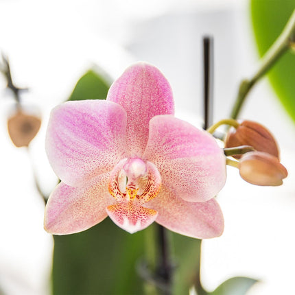 Kombi-Angebot 2x Phalaenopsis Treviso – Altrosa Orchideen – Ø12cm – 2-3 Blütentriebe – Edle Zimmerpflanzen mit seltener Blütenfarbe – Frisch vom Züchter