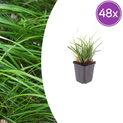 Japan – Segge Carex morrowii – 48 Pflanzen – Immergrünes Ziergras für Schatten & Halbschatten – Bodendecker für Beet & Garten – 10-25cm – Ø9cm