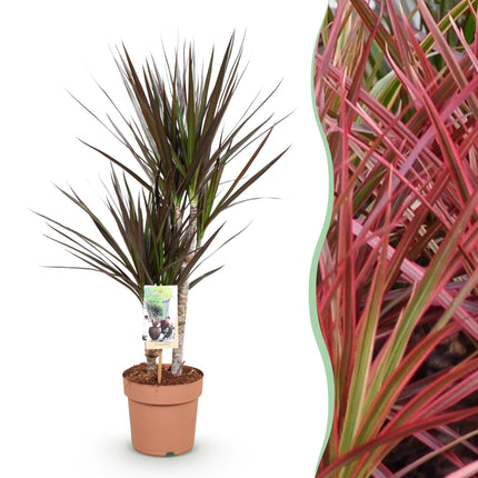 Dracaena Magenta – Drachenblutbaum – 17cm – Höhe 70-80cm – Pflegeleichte rot – grüne Zimmerpflanze mit dekorativen Stängeln für Wohn