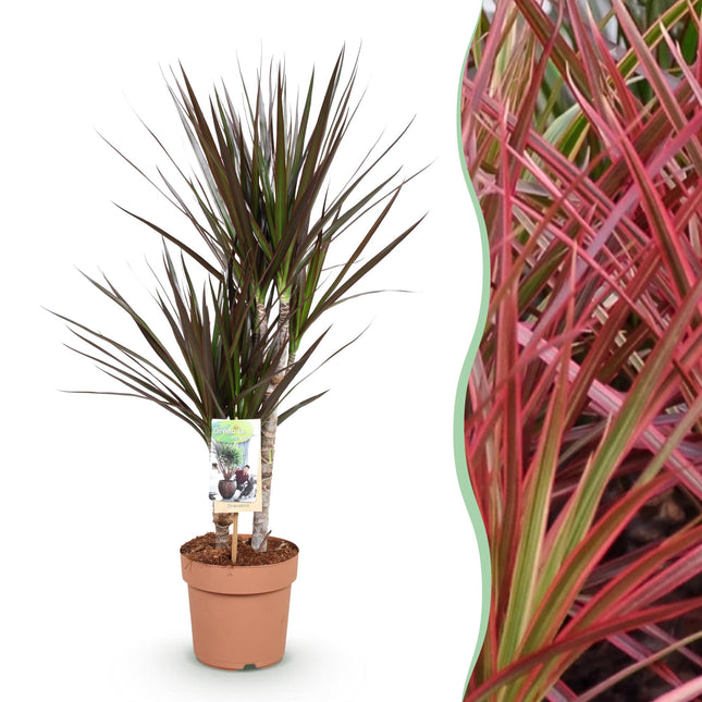 Dracaena Magenta – Drachenblutbaum – 17cm – Höhe 70-80cm – Pflegeleichte rot – grüne Zimmerpflanze mit dekorativen Stängeln für Wohn