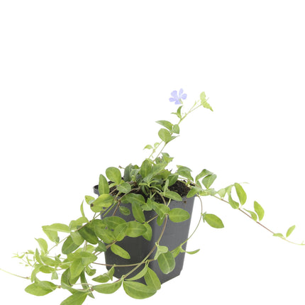 Vinca minor – 48 Pflanzen – ↕10-25cm – Ø9cm – Immergrüner Bodendecker – Blaue Blüten – Winterhart & Pflegeleicht – Für Sonne & Schatten