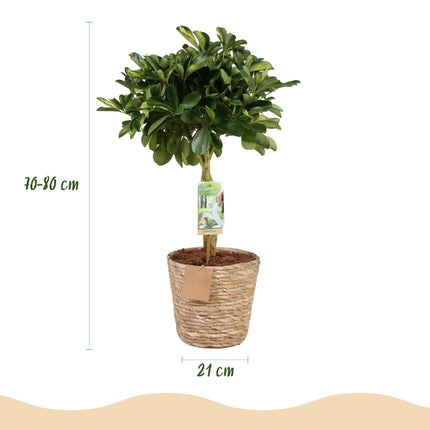 Schefflera Gold Capelle – 70-80cm – 21cm mit Korb – Pflegeleichter Fingerbaum – Grün-Goldenes Blattwerk – Dekorative Zimmerpflanze für Wohnzimmer, Büro & Eingangsbereiche