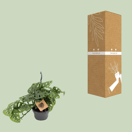 Fensterblatt Monstera Monkey Leaf – Zimmerpflanze – Ø14cm – Höhe 30cm – Luftreinigend – Pflegeleicht – Tropischer Indoor – Dschungel