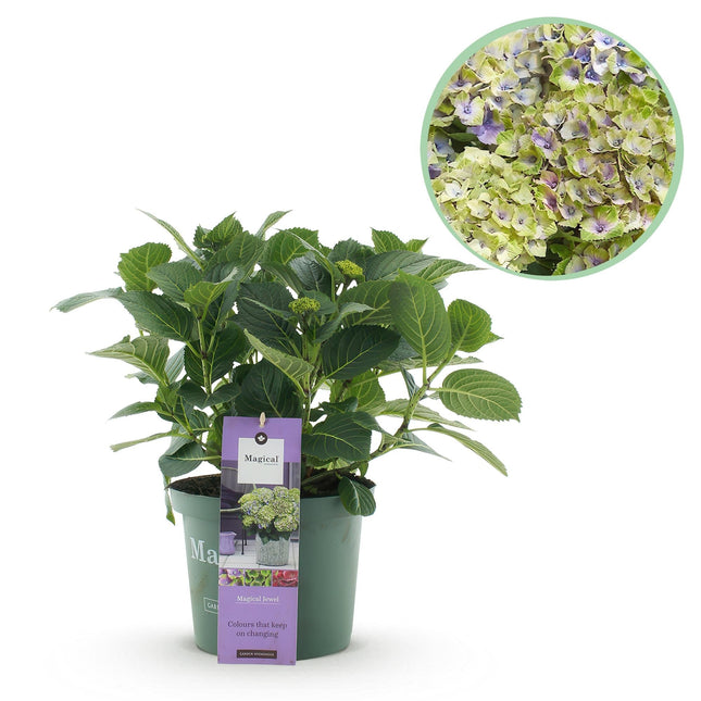Hortensie Magical Jewel Blue – Hydrangea macrophylla – Blau – Balkonpflanze – 23cm Ca. 55cm hoch – 6-10 Blüten – Für Balkon, Terrasse & Beet