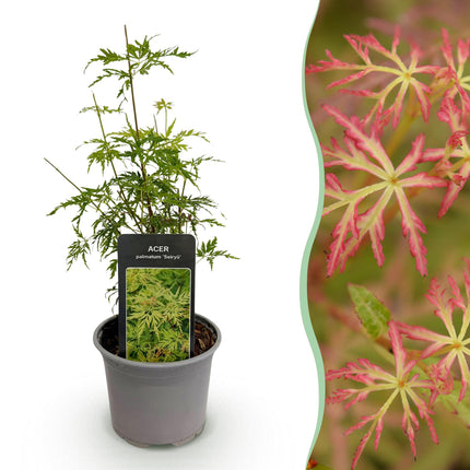 Ahorn Acer palmatum Seiryu – 12cm – Höhe ca. 35cm – Filigranes grünes Laub & leuchtende Herbstfarben – Laubabwerfender pflegeleichter Zierstrauch