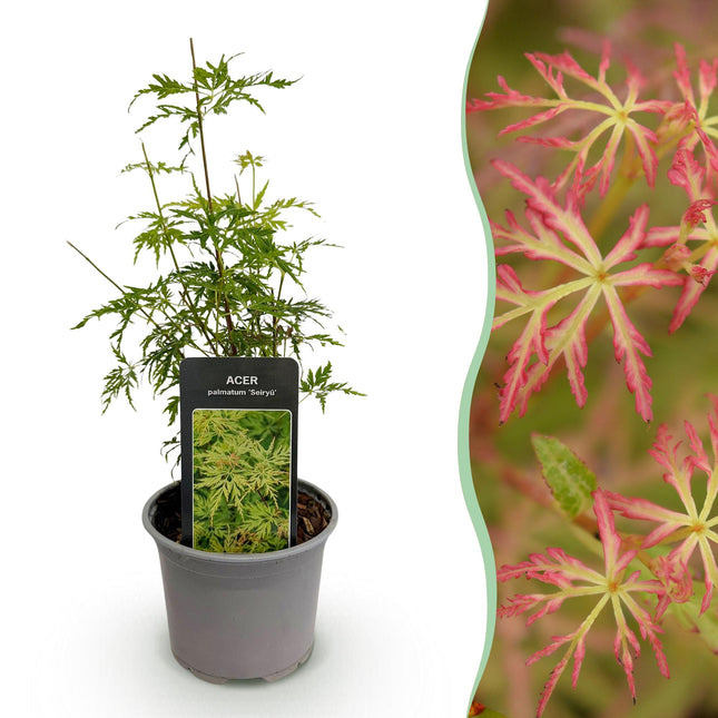 Ahorn Acer palmatum Seiryu – 12cm – Höhe ca. 35cm – Filigranes grünes Laub & leuchtende Herbstfarben – Laubabwerfender pflegeleichter Zierstrauch