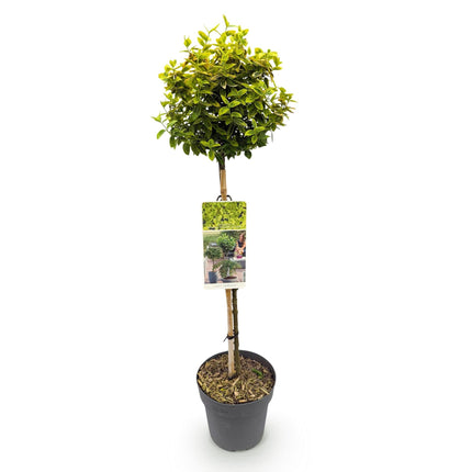 Euonymus fortunei 'Emerald 'n Gold' – Immergrüne Stamm-Pflanze – grün-goldenes Laub – pflegeleicht & kompakt – Terrassen- & Gartenpflanze – Ø19cm – Höhe ca. 90cm
