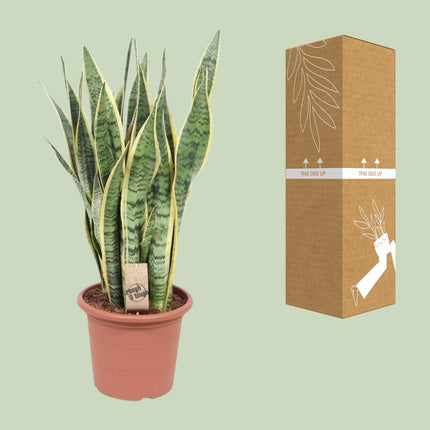 Bogenhanf – Sansevieria Trifasciata Laurentii – Ø25cm x ↕85cm – Schwiegermutterzunge mit gelb gerandeten Blättern – Luftreinigende & pflegeleichte Zimmerpflanze für Wohnzimmer & Büro