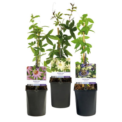 Passionsblume Passiflora Tricolour – Blüte Rosa, Weiß & Lila – Wenig Pflege – 3 Pflanzen – 11cm Höhe 40cm – Ideal für Balkon, Garten & Pergolen