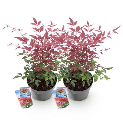 Nandina Obsessed – 2 Pflanzen 17cm Höhe ca.45cm – Immergrün & farbintensiv – Rotes Laub für Beet Balkon Terrasse
