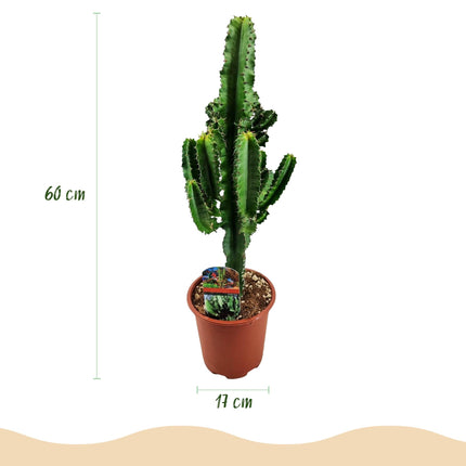 Euphorbia eritrea – Afrikanischer Milchbaum – 60cm – 17cm – Pflegeleichter Wolfsmilchkaktus in kräftigem Grün