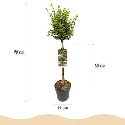 Euonymus fortunei ‘Emerald Gaiety’ – Stamm – Pflanze – Immergrün & winterhart – für Terrasse, Balkon & Garten – pflegeleicht – Ø19cm – Höhe ca. 90cm