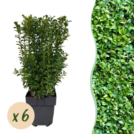 Buxus sempervirens – 6 Pflanzen für 1 laufenden Meter – Gewöhnlicher Buchsbaum – Immergrüne Heckenpflanze im 17cm Topf – ca. 45cm hoch – Dicht & pflegeleicht für Gartenhecken