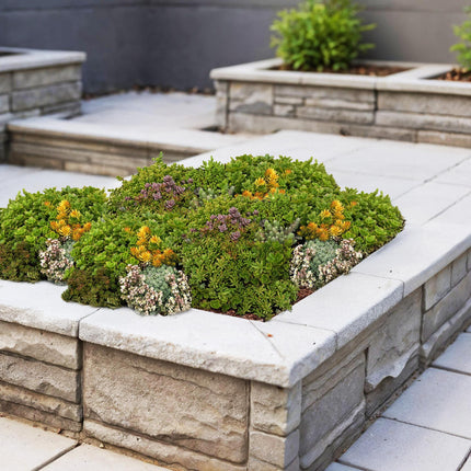 Bodendecker Sedummatte – Winterhart – 2 Vegetationsmatten – 10 Sorten – Pflegeleichte Sukkulentenmatte für Garten, Dachbegrünung & Terrasse – 50x30cm