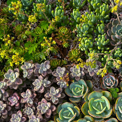 Bodendecker Alpenmischung – 8 Pflanzen – Winterhart & pflegeleicht – Verschiedene Farben – Für Beete, Balkon & Terrasse – Ø14cm H17cm