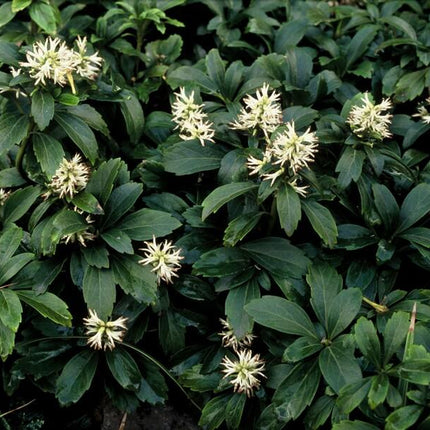 Schattengrün Pachysandra terminalis 'Green Sheen' – ↕10-25cm – Ø9cm – 40 Pflanzen – Immergrüner Bodendecker – Pflegeleicht & Winterhart – Ideal für Schatten