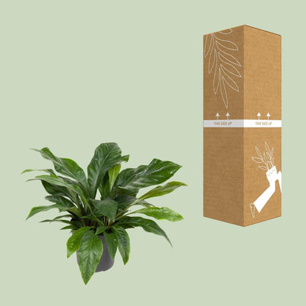 Flamingoblume – Anthurium Jungle Bush – Zimmerpflanze – Ø30 cm – ↕70 cm – Pflegeleicht – Leuchtendes Laub – Tropisches Flair