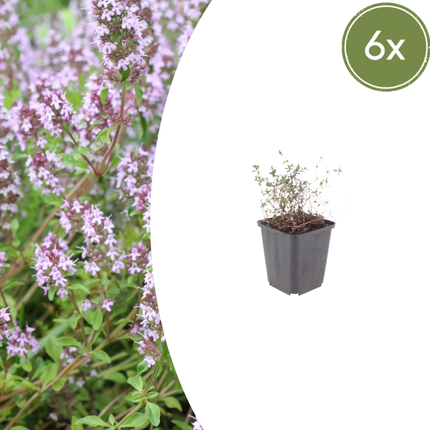 Thymus vulgaris Gartenthymian – 6 Pflanzen – Ø9cm – Höhe 10-25cm – Winterhartes Küchenkraut – Aromatisch