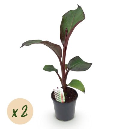 Bananenpflanze Ensete ventricosum Maurelli – 2 Pflanzen – Winterhart – Obstpflanze – Ø17 cm, Höhe ca. 40 cm – Exotischer Blickfang für Garten, Balkon & Terrasse