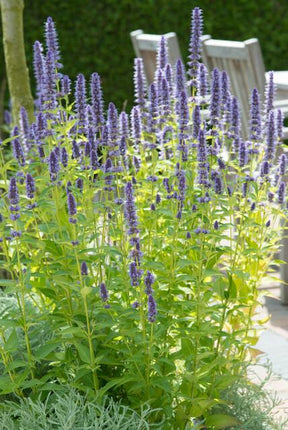 Agastache 'Black Adder' – 48 Pflanzen – ↕10-25cm – Ø9cm – Staude – Dunkelviolette Blüten – Sonnig – Bienenfreundlich & Pflegeleicht
