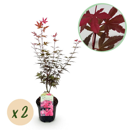 Japanischer Ahorn – Acer palmatum 'Skeeter’s Broom' – 2 Pflanzen – ca. 70 cm hoch – Ø19 cm – kompakt wachsend – Balkon- & Gartenpflanze