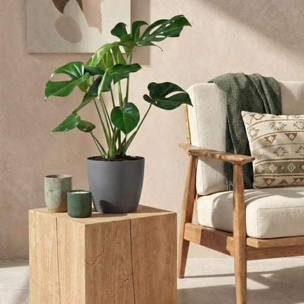 Monstera Deliciosa Fensterblatt – Große Zimmerpflanze im grauen Topf Ø21cm Höhe70-80cm – Pflegeleichte Grünpflanze